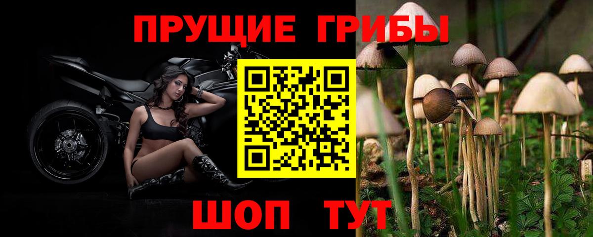 Псилоцибиновые грибы Cubensis Старая Русса