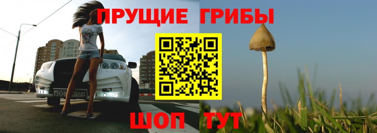 Галлюциногенные грибы Magic Shrooms  Вход с VPN  Старая Русса  Галлюциногенные грибы Psilocybe 